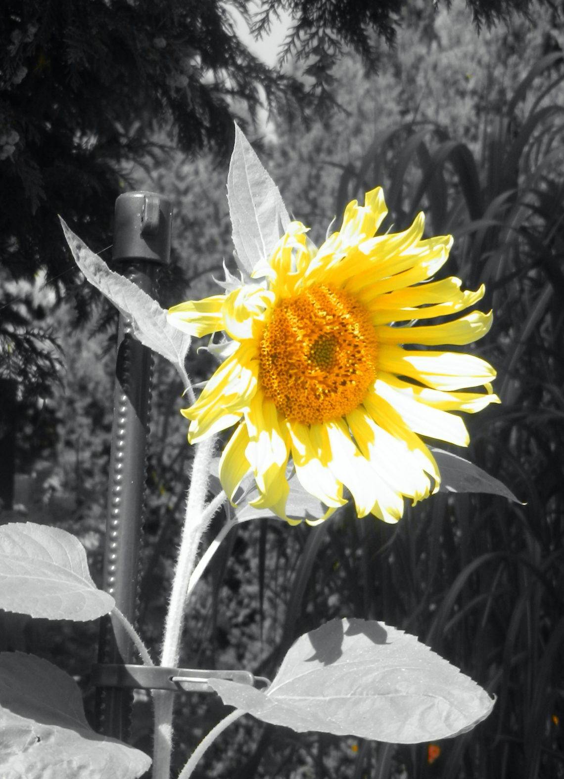 Sonnenblume Berlin (2015)