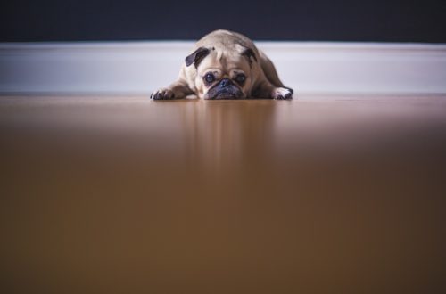 Pug